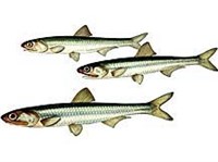 Японский анчоус (рисунок)