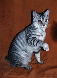 Японский бобтейл