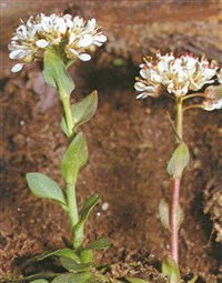 Ярутка альпийская – Thlaspi alpestre L.