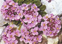 Ярутка горная – Thlaspi montanum L.