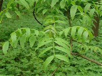 Ясень пенсильванский, пушистый, ланцетный – Fraxinus pennsylvanica Marsh. (1)
