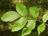 Ясень пенсильванский, пушистый, ланцетный – Fraxinus pennsylvanica Marsh. (2)