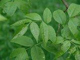 Ясень пенсильванский, пушистый, ланцетный – Fraxinus pennsylvanica Marsh. (3)
