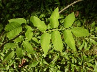Ясень четырехгранный – Fraxinus quadrangulata Michx.