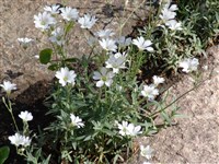 Ясколка войлочная, Биберштейна – Cerastium tomentosum L.