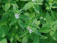 Ясменник таврический – Asperula taurica L.