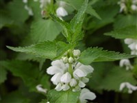 Яснотка белая, глухая крапива – Lamium album L.