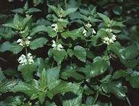 Яснотка белая (глухая крапива)