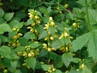 Яснотка зеленчук, желтая – Lamium galeobdolon (L.) L.
