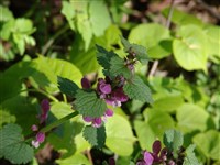 Яснотка пятнистая – Lamium maculatum L.