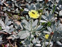 Ястребинка волосистая – Hieracium pilosella L.