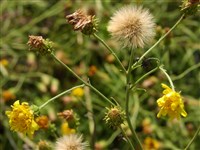 Ястребинка зонтичная – Hieracium umbellatum L.