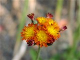 Ястребинка оранжево-красная – Hieracium aurantiacum L. (2)