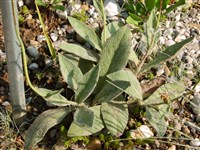 Ястребинка пушистая – Hieracium lanatum Vill.