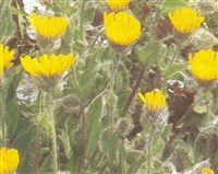 Ястребинка шерстистая – Hieracium villosum Jacq.