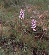 Ятрышник (Ятрышник шлемоносный)