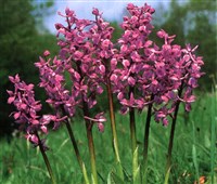 Ятрышник мужской – Orchis mascula L.