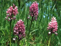 Ятрышник шлемоносный – Orchis militaris L.
