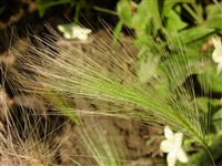 Ячмень гривастый, лисий хвост. – Hordeum jubata L. (1)