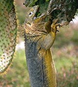 Ящерицы (конолоф)