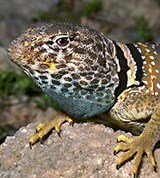 Ящерицы (ошейниковая игуана)