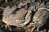 Ящерицы (рогатая ящерица)