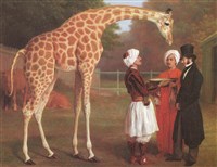 АГАСС Жак-Лоран (Нубийский жираф)