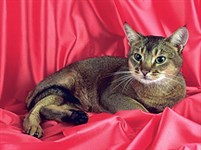 Абиссинеская кошка (дикий окрас)