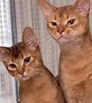 Абиссинская кошка (красно-коричневый окрас)