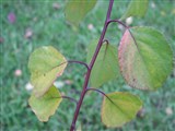 Абрикос обыкновенный – Armeniaca vulgaris Lam. (2)