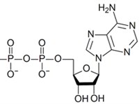 Аденозинтрифосфат (формула)