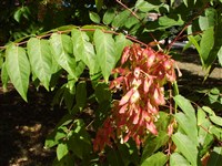 Айлант высочайший – Ailanthus altissima (Mill.) Swingle.