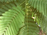 Акация серебристая, мимоза – Acacia dealbata Link. (2)