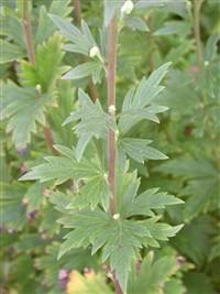 Аконит кармихеля, большой – Aconitum carmichaelii Debeaux