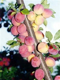 Алыча (ветвь с плодами)