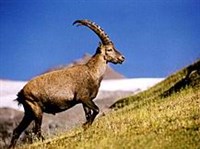 Альпийский горный козел (Capra ibex)