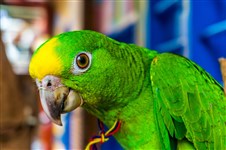 Амазонский попугай (Колумбия)
