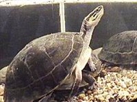Амбоинская шарнирная черепаха (в аквариуме)