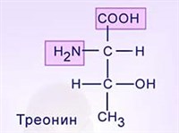 Аминокислоты (строение)
