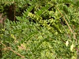 Аморфа кустарниковая, душистая, восточная, прутьевидная – Amorpha fruticosa L. (2)