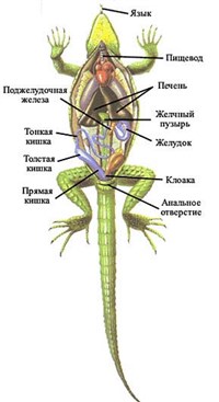 Анатомия (внутренее строение зеленой ящерицы)
