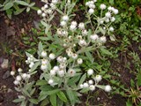 Анафалис жемчужный – Anaphalis margaritaceae Benth.et Hook.f. (2)