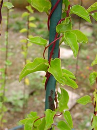 Анредера сердцелистная, буссингольция сердцелистная, изящная – Anredera cordifolia (Ten.) Steenis.