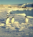 Антарктида (пингвины)