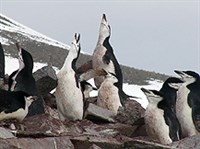 Антарктический пингвин (группа)