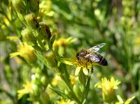 Апитерапия (пчела на цветке)