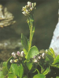 Арабис голубой – Arabis caerulea (All.) Haenke.
