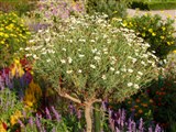 Аргирантемум кустарниковый, хризантема кустарниковая – Argyranthemum frutescens (L.) Schultz. (2)