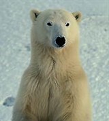 Арктика (белый медведь)