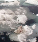 Арктика (льды)